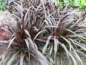 Impossible d'afficher l'image