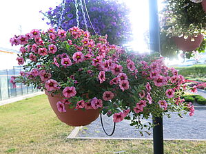 Calibrachoa 'Superbells Strawberry Punch' Impossible to display the image