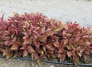 Impossible d'afficher l'image