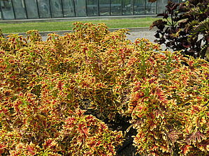 Impossible to display the image