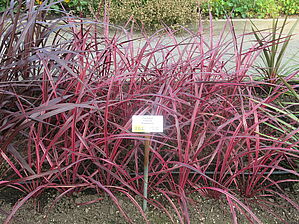 Impossible d'afficher l'image