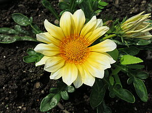 Impossible d'afficher l'image