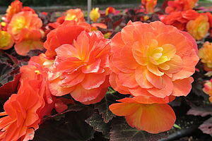 Impossible to display the image