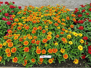 Zinnia 'Zahara Sunburst' Impossible d'afficher l'image