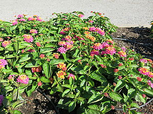 Impossible d'afficher l'image