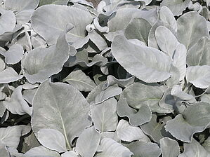 Senecio 'Angel Wings' Impossible d'afficher l'image