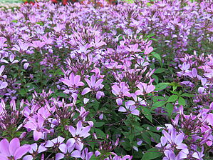 Impossible d'afficher l'image