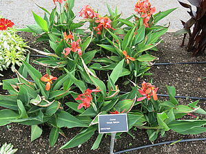 Impossible d'afficher l'image