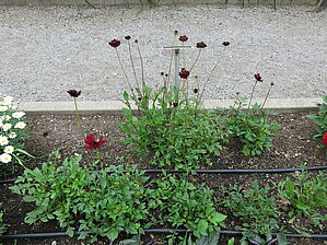 Impossible d'afficher l'image