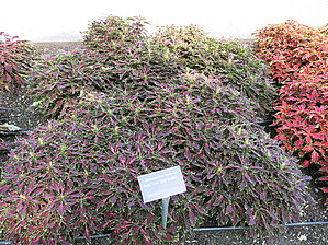Plectranthus 'Party Time Red Bolero' Impossible d'afficher l'image