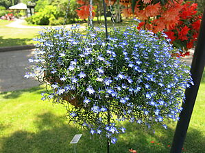 Impossible d'afficher l'image