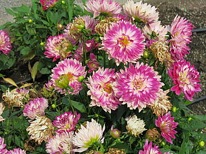 Impossible d'afficher l'image