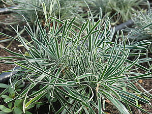 Impossible d'afficher l'image