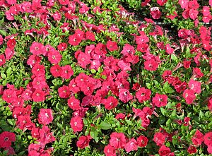 Petunia 'Supertunia Watermelon Charm' Impossible d'afficher l'image