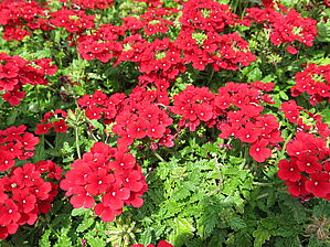 Verbena 'Lanai Early Dark Red' Impossible d'afficher l'image