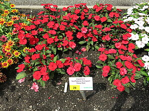 Impossible d'afficher l'image