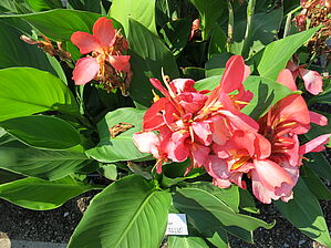 Impossible d'afficher l'image