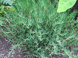 Impossible d'afficher l'image