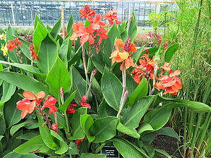 Impossible d'afficher l'image