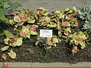 Syngonium 'Neon Robusta' Impossible d'afficher l'image