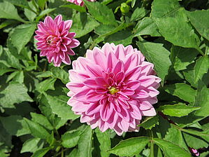 Impossible d'afficher l'image