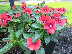 Impossible d'afficher l'image