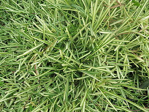 Stenotaphrum 'Variegatum' Impossible d'afficher l'image