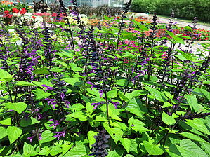 Salvia 'Rockin Deep Purple' Impossible d'afficher l'image