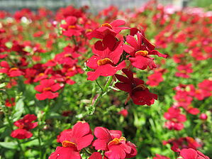 Impossible d'afficher l'image