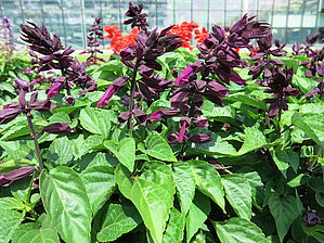 Salvia 'Grandstand Purple' Impossible d'afficher l'image