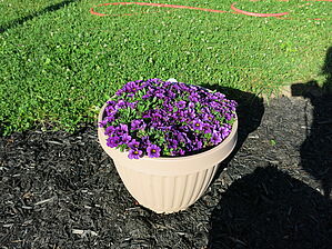 Impossible d'afficher l'image