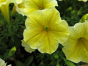 Petunia Veg 'Bee's Knees' Impossible d'afficher l'image