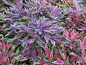 Plectranthus 'Flame Thrower Chili Pepper' Impossible d'afficher l'image