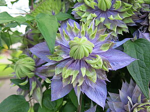 Impossible d'afficher l'image