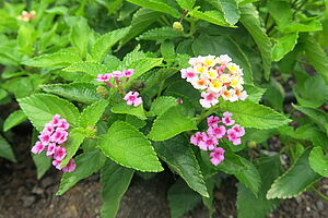 Impossible d'afficher l'image