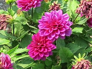 Impossible d'afficher l'image