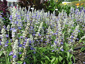 Salvia Majesty 'Bicolor Blue' Impossible d'afficher l'image