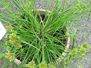 Impossible d'afficher l'image