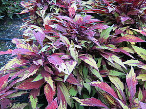 Plectranthus 'Flame Thrower Spiced Curry' Impossible d'afficher l'image
