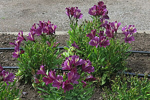 Impossible d'afficher l'image