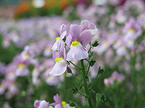 Impossible d'afficher l'image