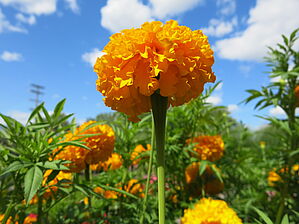 Tagetes 'Garuda Deep Gold' Impossible d'afficher l'image