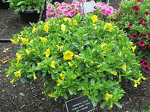 Calibrachoa 'Unique Golden Yellow' Impossible to display the image