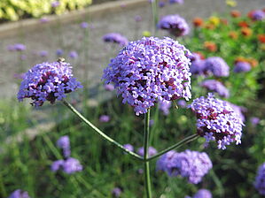 Verbena 'Vanity' Impossible d'afficher l'image