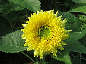 Impossible d'afficher l'image