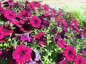 Impossible d'afficher l'image