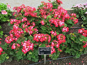 Impossible d'afficher l'image