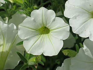 Petunia 'Supertunia Snow Drift' Impossible d'afficher l'image