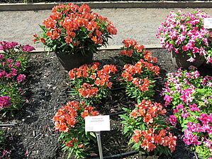 Alstroemeria 'Colorita Eliane' Impossible d'afficher l'image