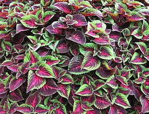 Plectranthus ColorBlaze 'Torchlight' Impossible d'afficher l'image